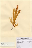 藏品(褐舌藻)的圖片